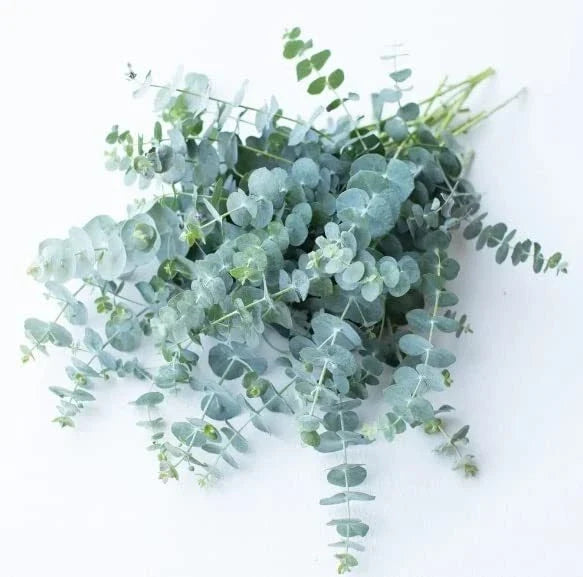 Baby Blue Eucalyptus Seeds for Planting, Eucalyptus cinerea, Cut Flower Bouquets, Silvery-Blue Foliage, Drought Tolerant