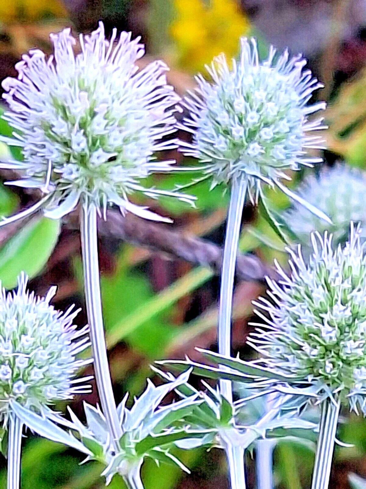 White Sea Holly Seeds 100 Count - Eryngium Planum, Drought-Tolerant Perennial