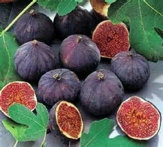 Olympian Fig Live Well-Rooted Starter Plant in 4-Inch Pot, Ficus carica Edible Fig Tree for Garden or Indoor Use