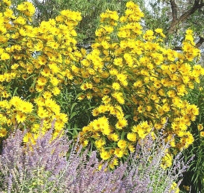 Maximilian Prairie Sunflower Seeds - Native, Drought & Heat Tolerant Helianthus maximiliani