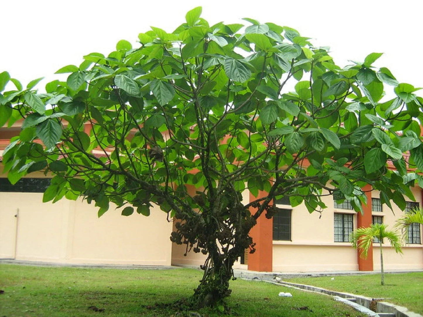 Elephant Ear Fig Tree Seeds, Organic Ficus auriculata, Tropical Houseplant Starter, Large Heart-Shaped Leaves, 10 Seeds
