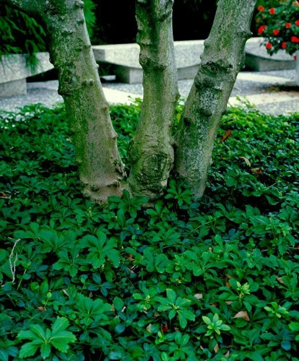 Pachysandra Procumbens - 10 Rooted Cuttings Native Winter Hardy Ground Cover
