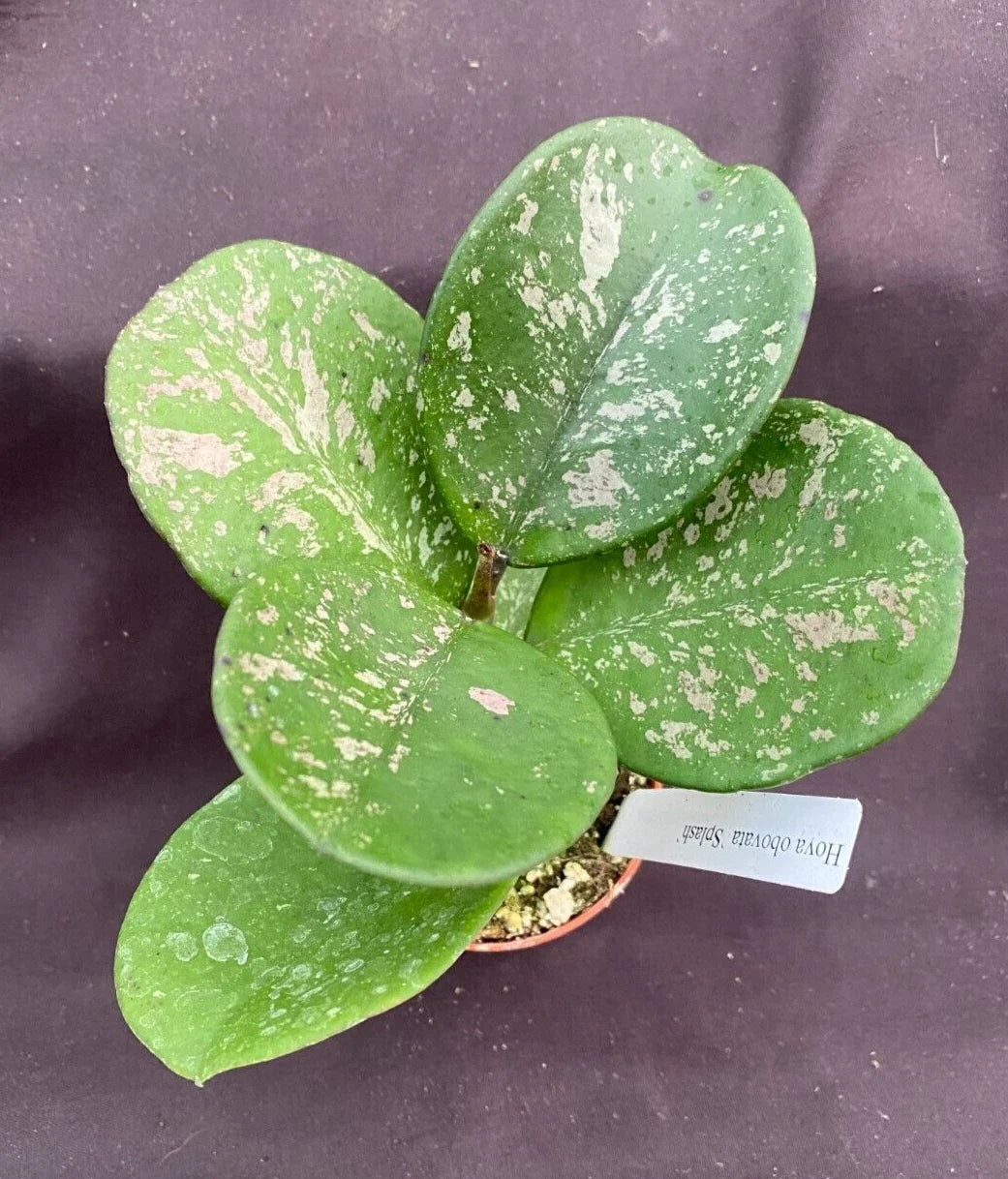 Rare Hoya obovata 'Splash' Rooted Plant in 2.5" Pot with Splash-Patterned Leaves, Indoor Vining Houseplant