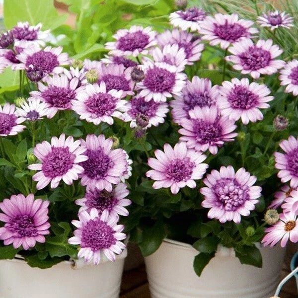 Cape Daisy Seeds - 50+ Violet & White Osteospermum Flower Seeds for Borders & Containers, Annual, Full Sun to Partial Shade