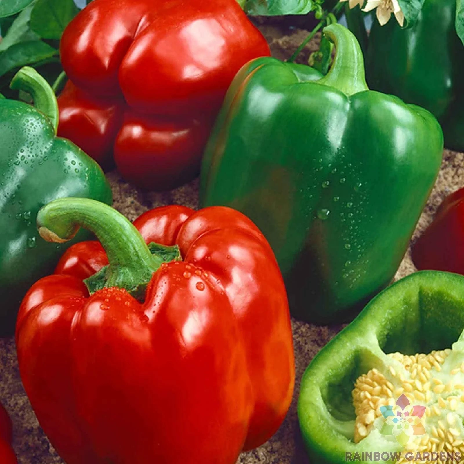 California Wonder Sweet Pepper Seeds - Pack of 25+ Non-GMO Capsicum annuum for Home Garden, Container Growing, USA Grown