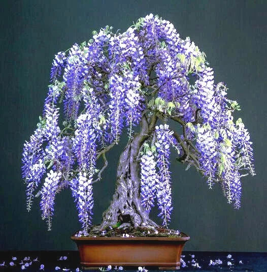 Chinese Blue Wisteria Seeds - 10 Pack - Wisteria sinensis Fast Flowering Hardy Vine