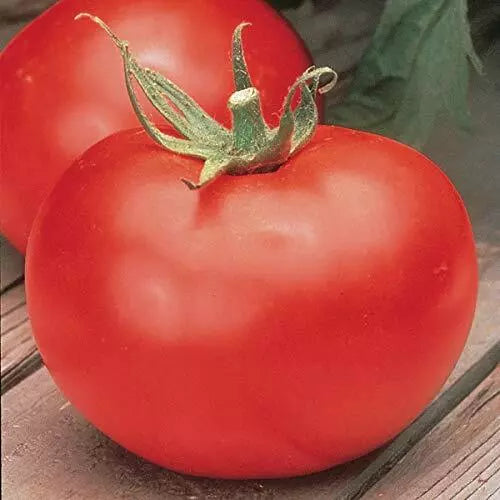 Big Boy Tomato Seeds F1 Hybrid Non-GMO Heirloom Solanum lycopersicum | Large Red Tomatoes for Gardening