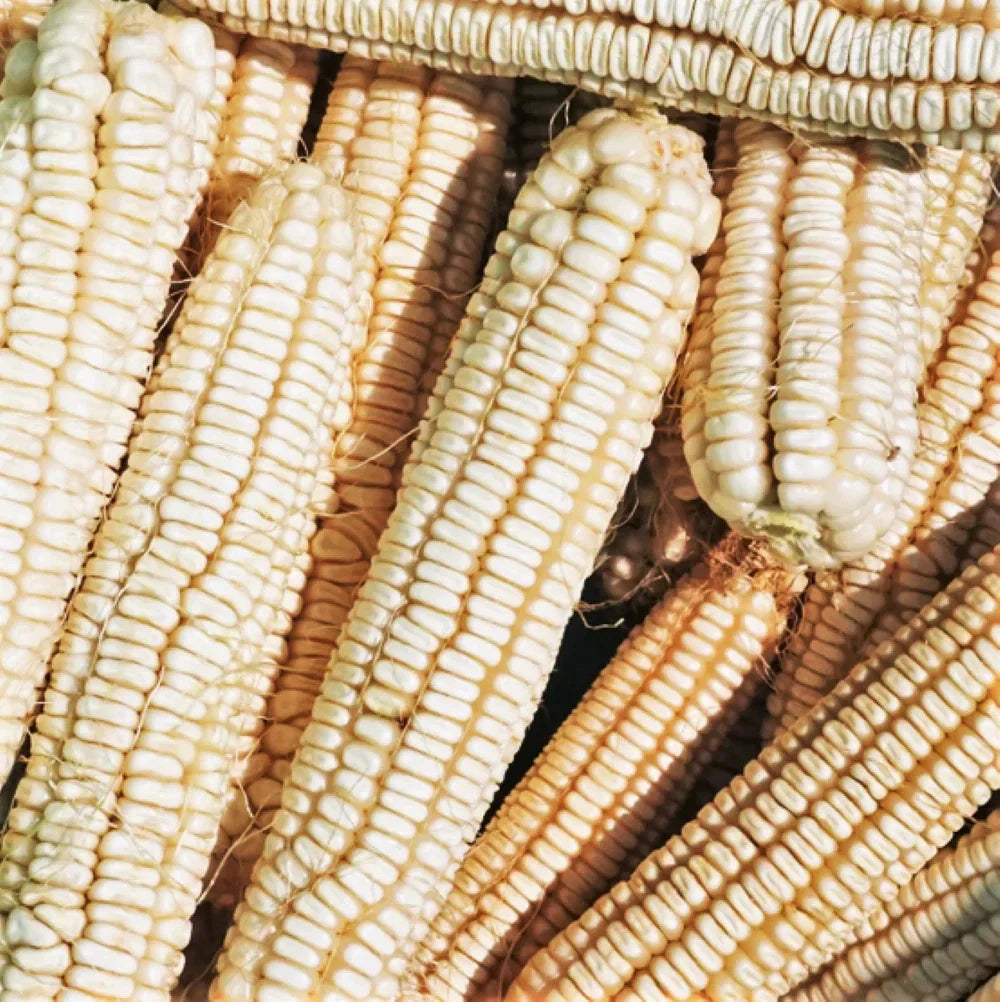 Silver King White Dent Corn Seeds – Open-Pollinated Zea mays for 2025 Planting, High Yield, Sweet Kernels