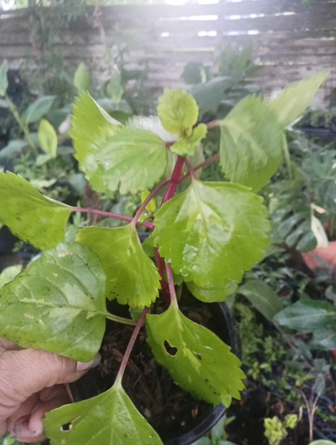 Millonaria Swedish Ivy Plant 4" Pot Crepe Charlie - Plectranthus verticillatus Planta de Dinero
