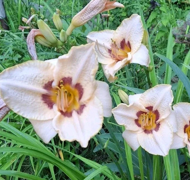 Daylily Bareroot Plant - Hemerocallis 'Gay Cravat' Perennial Flowering Plant, Vibrant Blooms, Butterfly & Bee Attractant