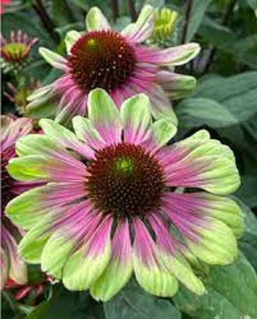 50 Pink Green Coneflower Seeds - Echinacea purpurea Perennial Flowers - USA Grown