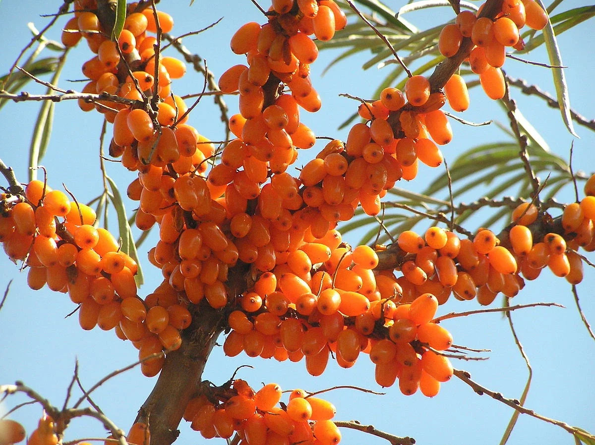 Sea Buckthorn Seeds 25-500 Hippophae rhamnoides Nutrient-Rich Seaberry Shrub for Vitamin C & Wildlife