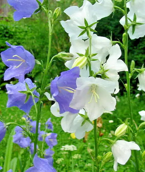 Peach Leaf Bellflower Seeds 250 Pack, Blue and White Mix, 2" Large Flowers, Easy to Grow, Campanula persicifolia