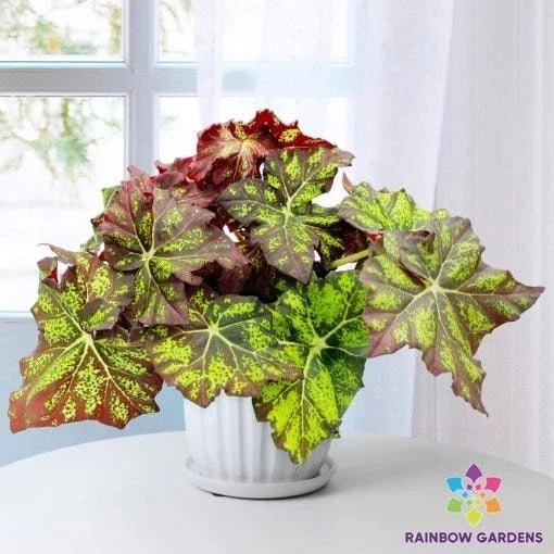 Lime Truffle Begonia Seeds - 25+ Pack, Begonia x tuberhybrida, Garden Planting, Indoor & Outdoor, Vibrant Foliage
