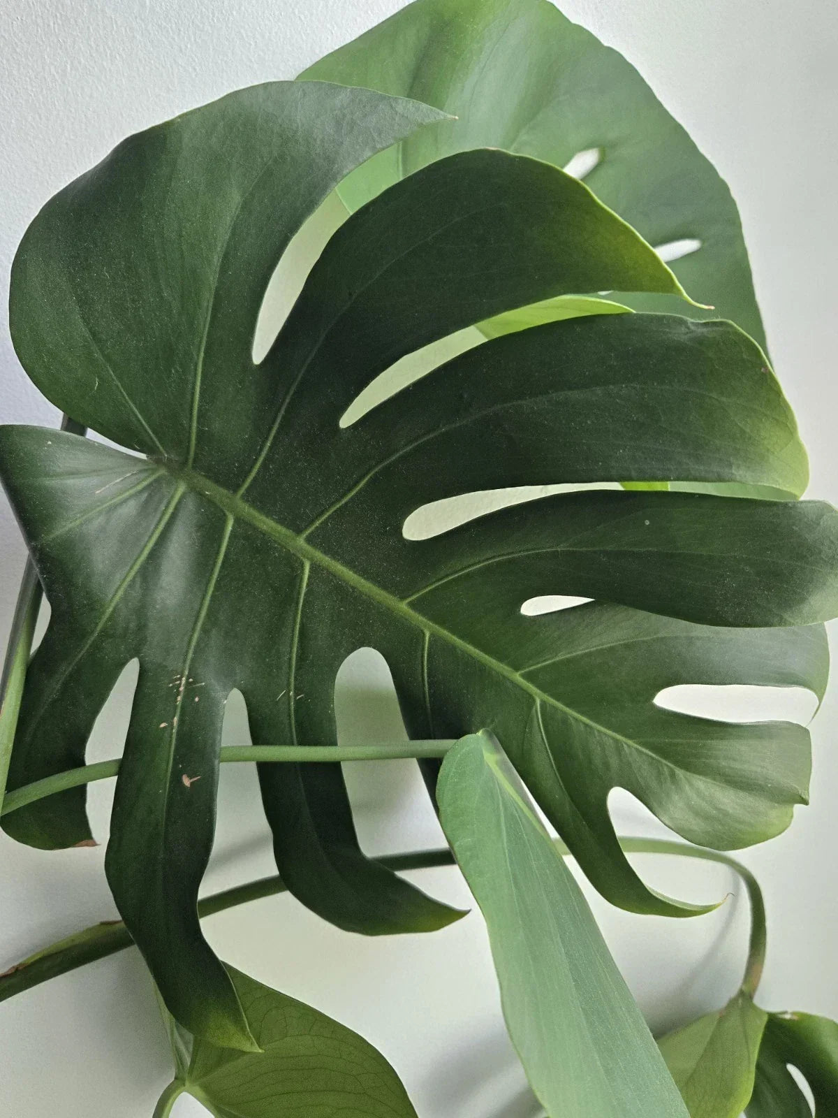 Large Rooted Monstera Deliciosa Cutting | Tropical Swiss Cheese Plant Indoor Houseplant