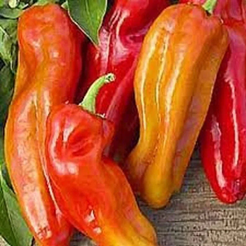 Organic Cubanelle Italian Sweet Frying Pepper Seeds – Capsicum annuum, 50 Pack, Non-GMO, USA Grown, Free Shipping