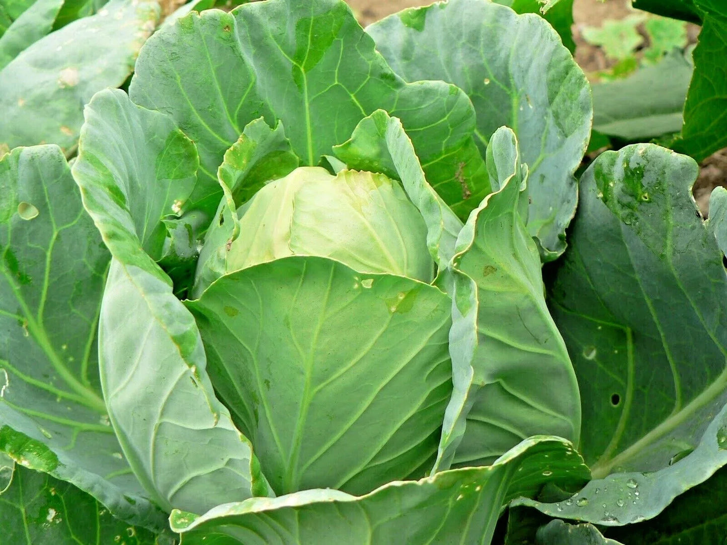 Jersey Wakefield Cabbage Seeds – Heirloom Vegetable for Spring & Fall Garden – Easy to Grow in Containers – Brassica oleracea