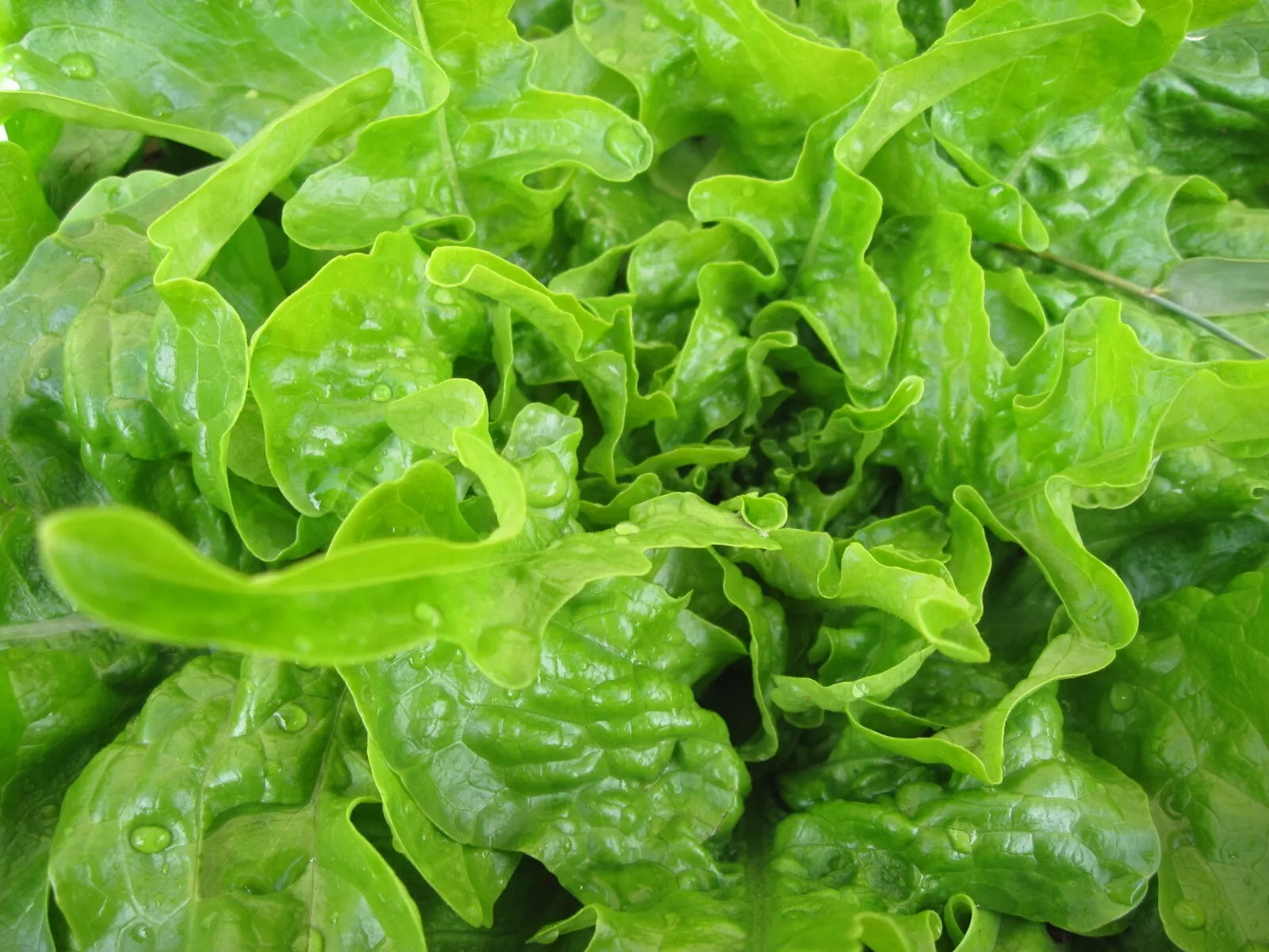 Oakleaf Lettuce Seeds 600+ NON-GMO Leaf Vegetable Lactuca sativa for Home Gardening