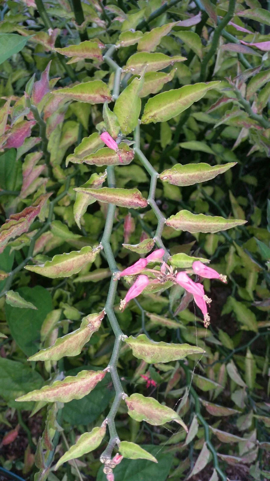Fresh Cuttings Devil's Backbone Slipper Flower Succulent - 12+ Healthy Euphorbia tithymaloides Cuttings for Bonsai & Indoor Gardening