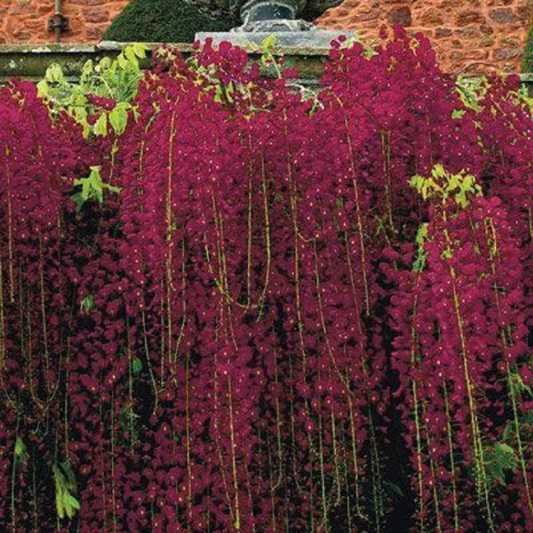 Red Black Dragon Wisteria Seeds - Climbing Vine for Perennial Flowers, Wisteria floribunda, Red & Black Blooms, Garden Trellis, Fence Plant