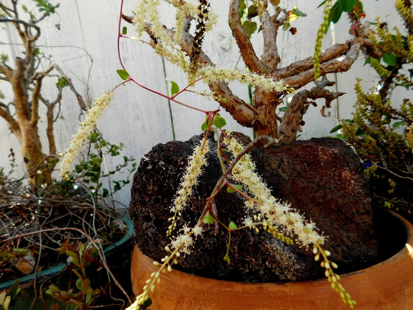 Doggie-Doo Plant Seeds or Plants | Anredera baselloides | Unique Heart-Shaped Foliage | Easy Care Houseplant
