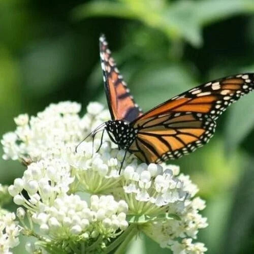 Milkweed Seeds - Swamp Mix Perennials for Monarch Butterflies - Non-GMO Asclepias incarnata - 75 Seeds for Wetland Gardens