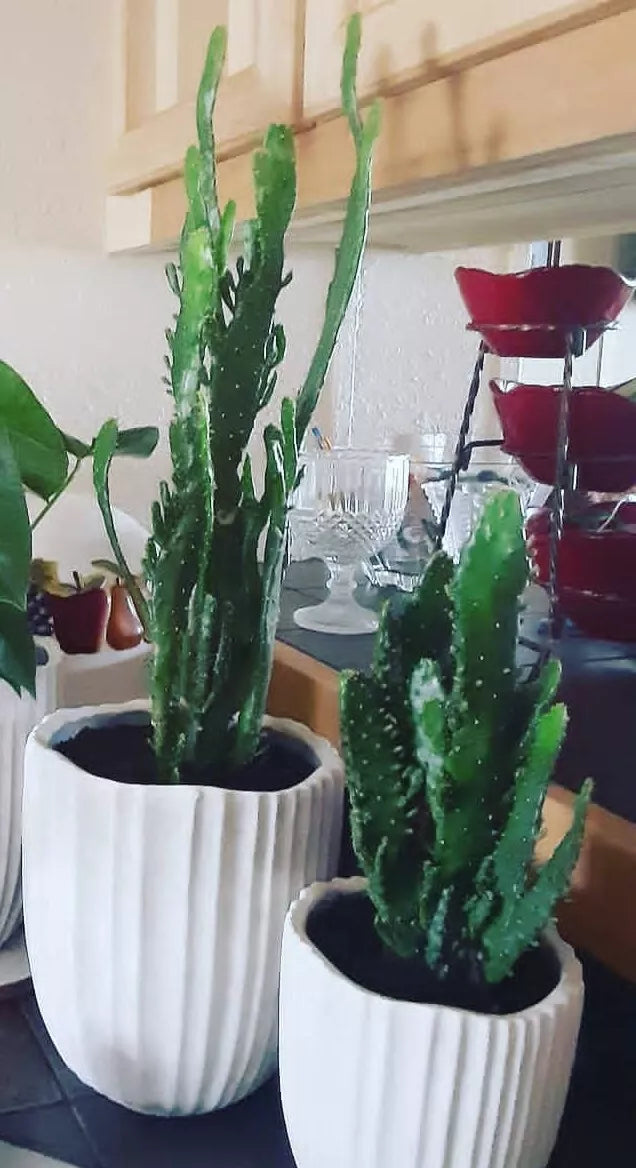Joseph's Coat Cactus Succulent 4-6" Opuntia monacantha variegata Rooted Plant