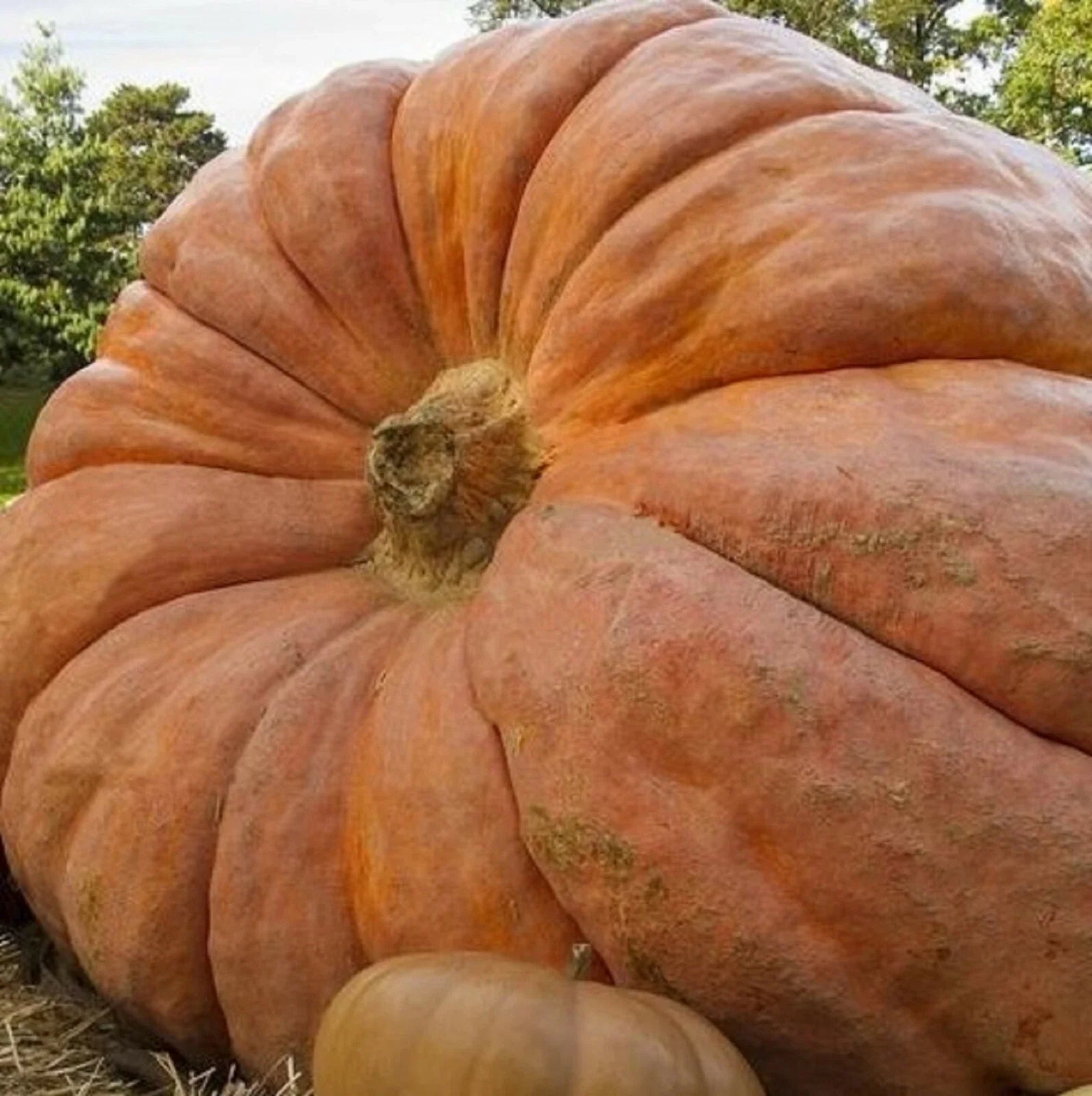 Atlantic Giant Pumpkin Seeds - Non-GMO Cucurbita maxima for Halloween & Fall Decor, 5 Pack