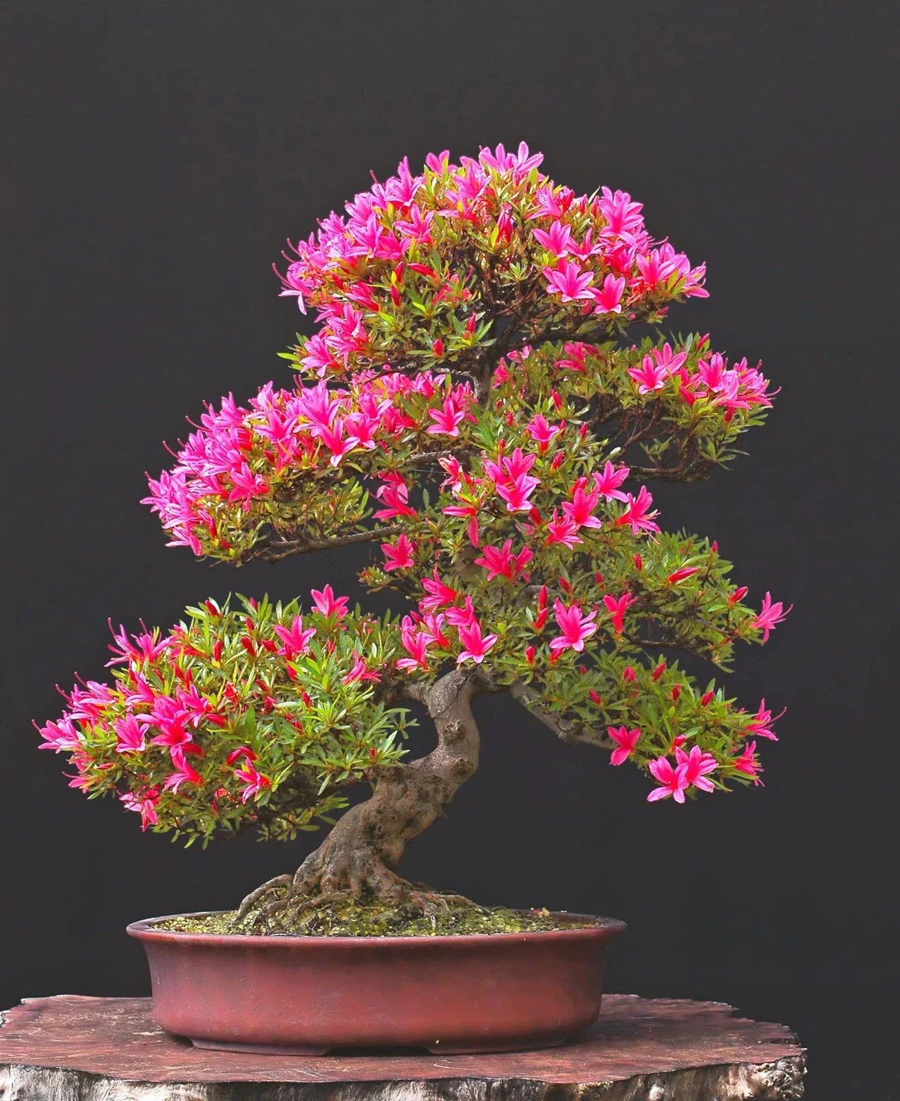 Pink Azalea Bonsai Tree Seeds - Rhododendron obtusum Flowering Bonsai Seeds, Compact Growth, Indoor/Outdoor, 30 Pack