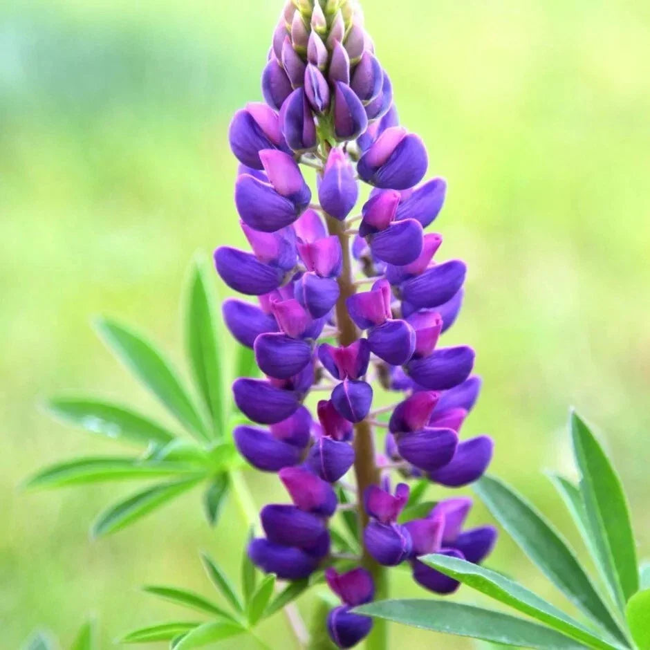 Gallery Blue Lupine Seeds - Perennial Blue Flower Seeds for Borders & Wildflower Gardens - Lupinus polyphyllus, 25 Pack