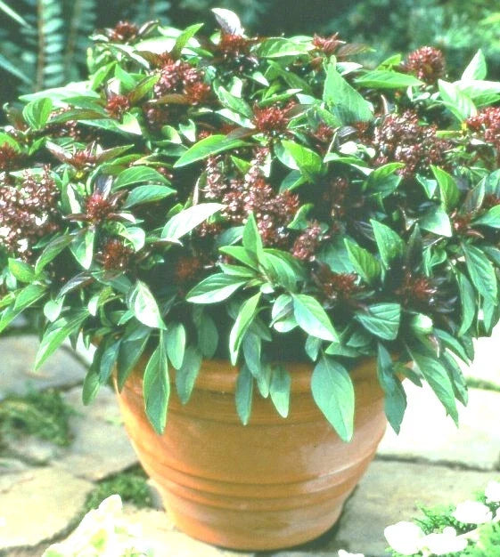 Siam Queen Basil Seeds - 50+ High Yielding Annual for Culinary Use - Ocimum basilicum