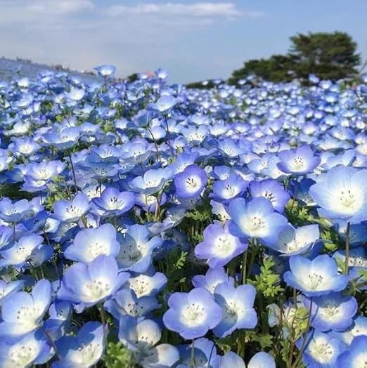 Baby Blue Eyes Seeds - 500+ Count - Drought Tolerant Groundcover Wildflower Nemophila menziesii