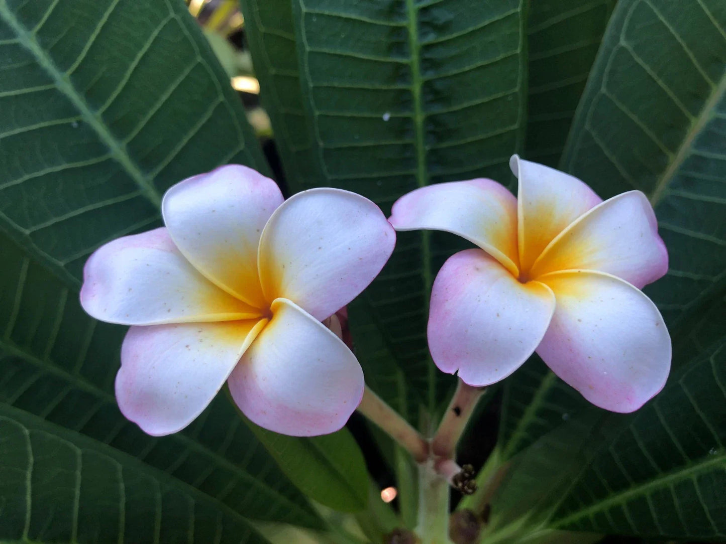 Plumeria Cuttings 9-12" Pali Lookout Variety Fragrant Tropical Flowering Plant (Plumeria spp.)