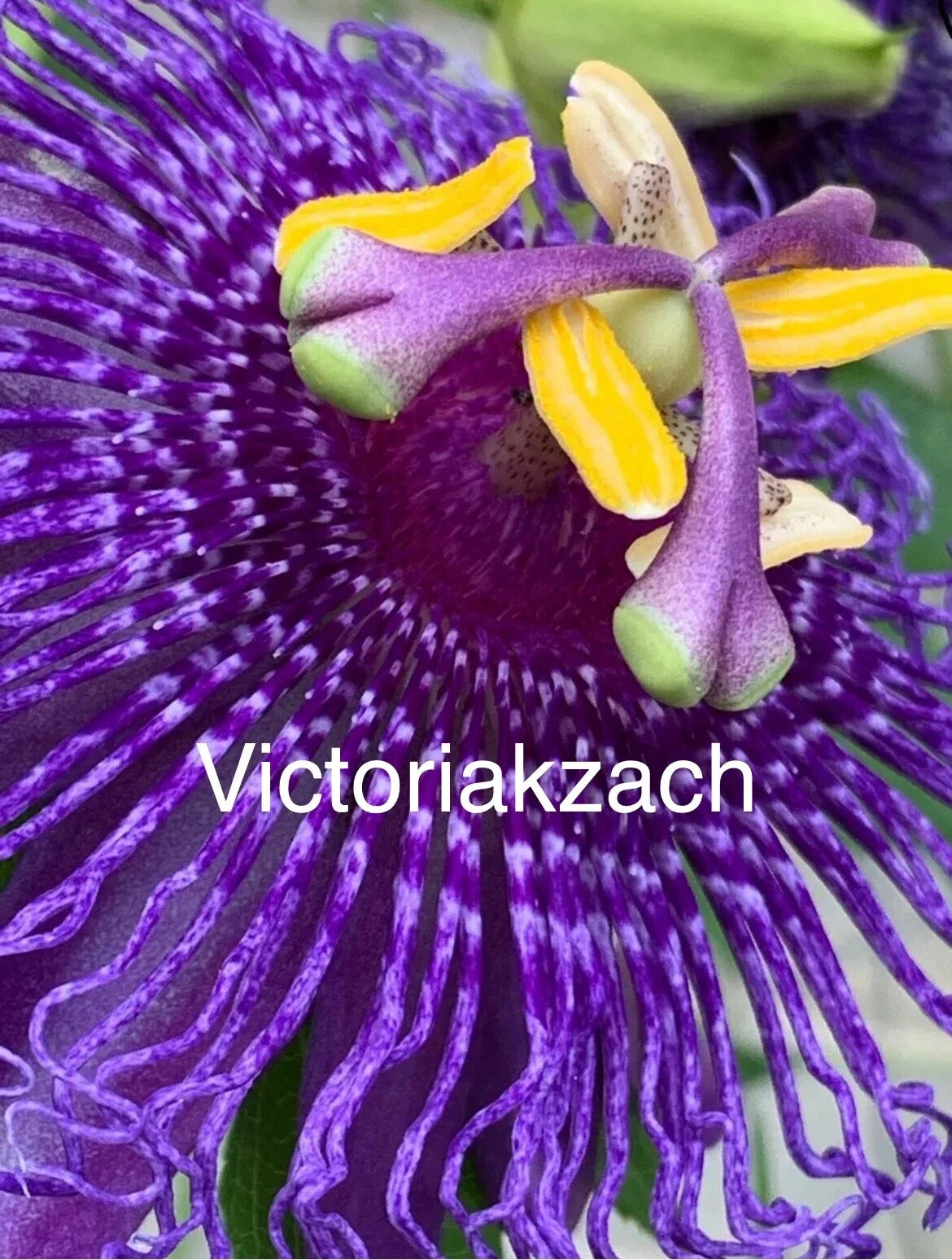Organic Passion Flower Seeds Mix, Passiflora spp., Tropical Fruit Vine, Grown in TX