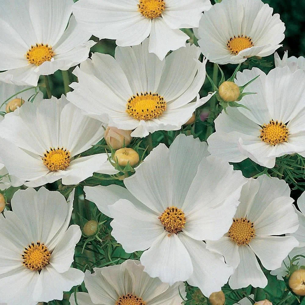 Cosmos Seeds 100 Ct White Flower Seeds for Butterflies - Cosmos bipinnatus - USA Seller