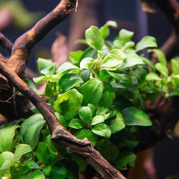 Anubias Nana Petite Live Aquarium Plant - Easy Care Aquatic Plant for Freshwater Tanks