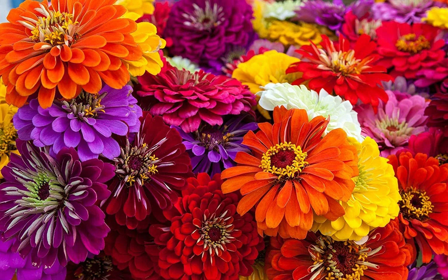 Giant California Zinnia Seeds - 200 Count, Colorful Flower Seeds for Garden, Zinnia elegans, Easy to Grow, Attracts Pollinators
