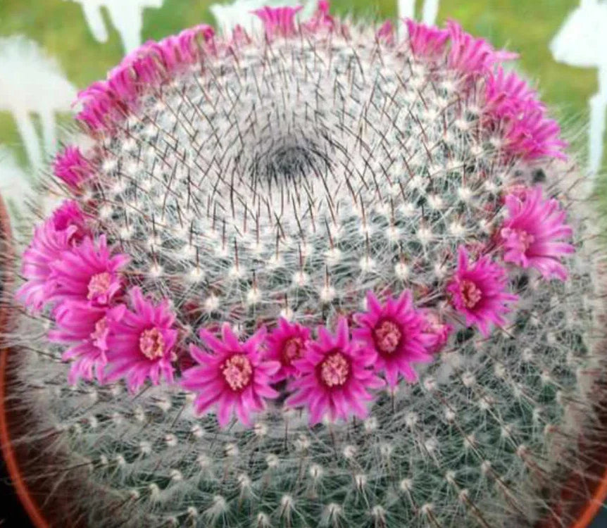 Mammillaria Hahnianna Cactus - 3" Potted Succulent in 4" Pot for Indoor Gardening