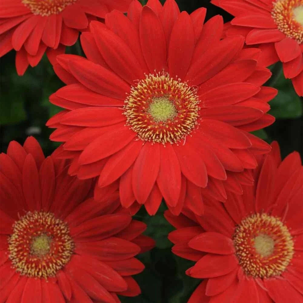 Deep Red Gerbera Daisy Seeds - 200+ Pack for Garden Planting - Gerbera jamesonii - Perennial Flowers for Beds & Containers