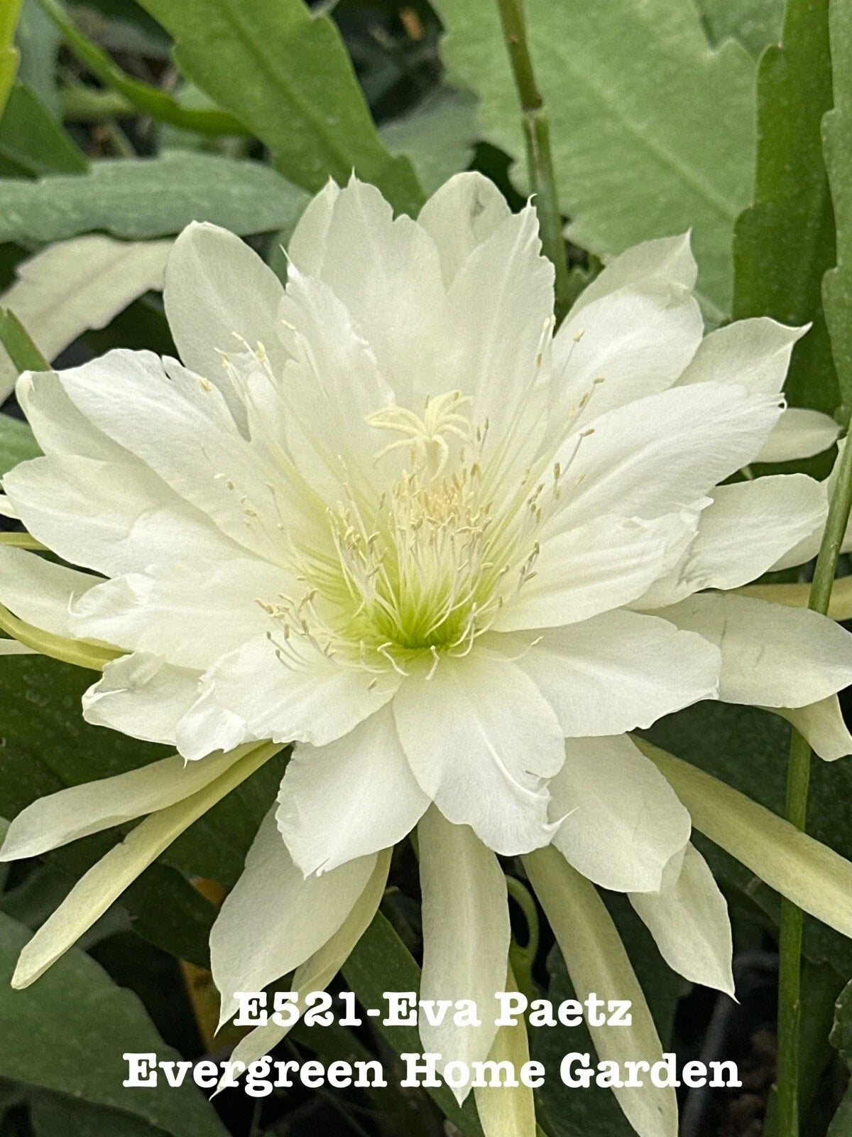 Epiphyllum Orchid Cactus "Eva Paetz" in 4" Pot | Rooted Indoor Houseplant | Succulent Variety | Epiphyllum spp.