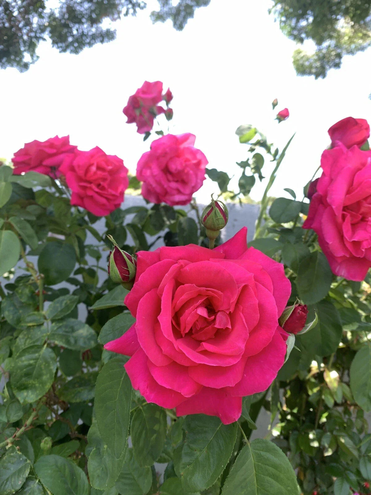 Bright Pink Fragrant Rose Cuttings - 6 Inch Logs, Rosa spp.