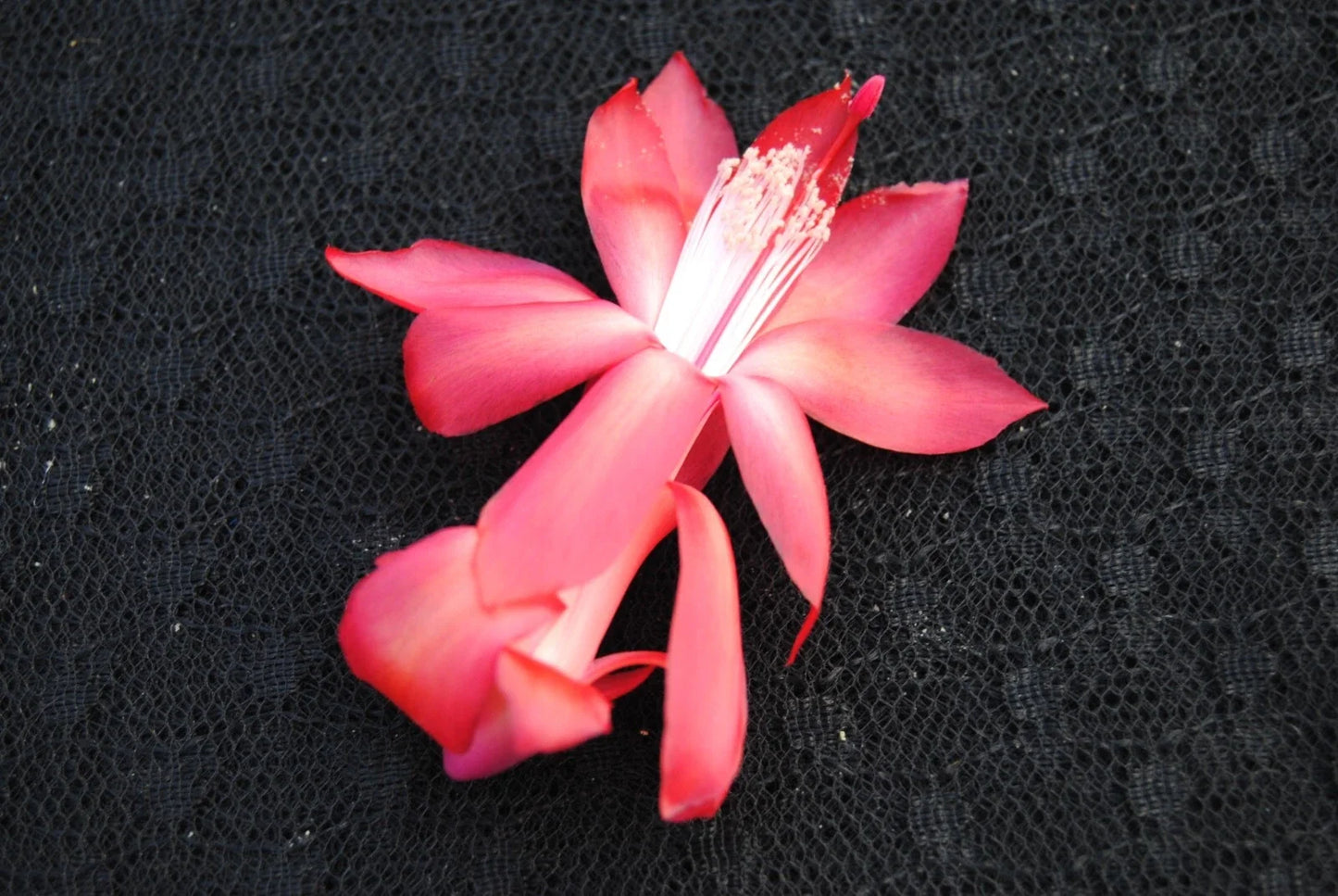 Christmas Cactus Starter Plant - Small Bolero Schlumbergera truncata - Healthy Rooted Indoor or Outdoor Plant