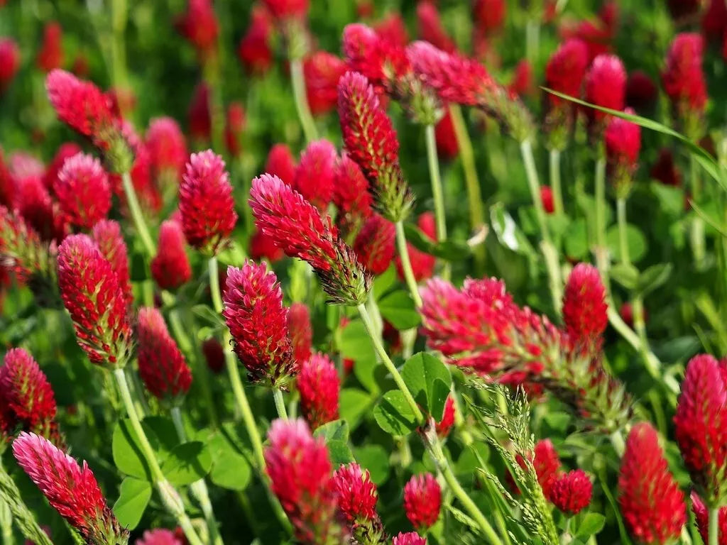 Crimson Clover Seeds - 200+ Red Flowers - Trifolium Incarnatum - Annual Ground Cover for Soil Improvement & Pollinator Attracting