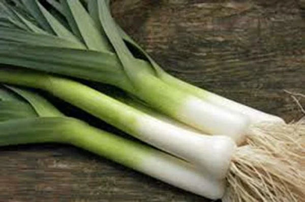Leek Seeds 500 Non-GMO American Flag Heirloom Allium ampeloprasum for Home Garden & Culinary Use