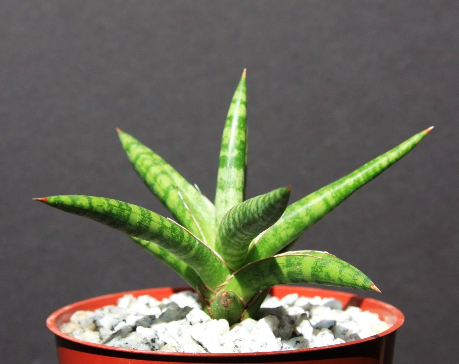 Sansevieria ballyi Succulent Plant in 4" Pot - Rare Exotic Indoor Outdoor Collector Plant
