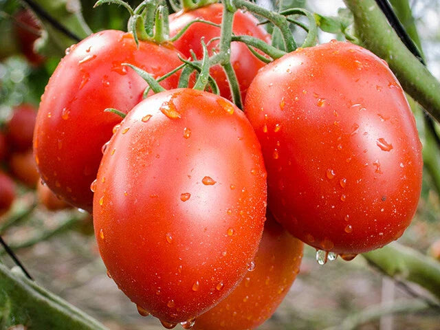 Roma Heirloom Tomato Seeds - 100+ Non-GMO Vegetable Seeds - USA Grown