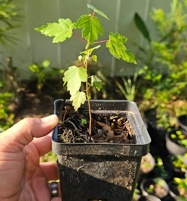 Florida Red Maple Trees 4-8 Inch Live Seedlings Acer rubrum Bare Root 10 Pack