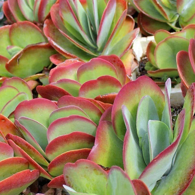 Kalanchoe Blushing Heart Live Plant - 2.5" Pot Indoor Succulent Cactus