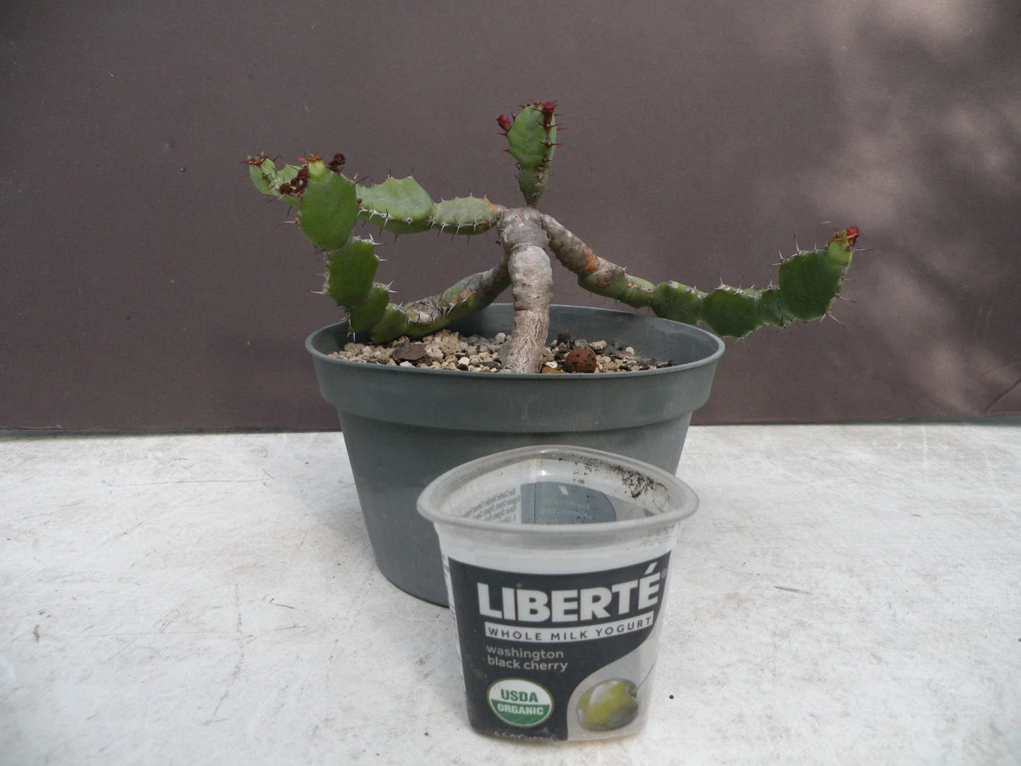 Euphorbia opuntioides Succulent Plant in Decorative Pot – 12-Year-Old Cutting, Unique Green Stem, Drought Tolerant, Indoor & Outdoor Decor