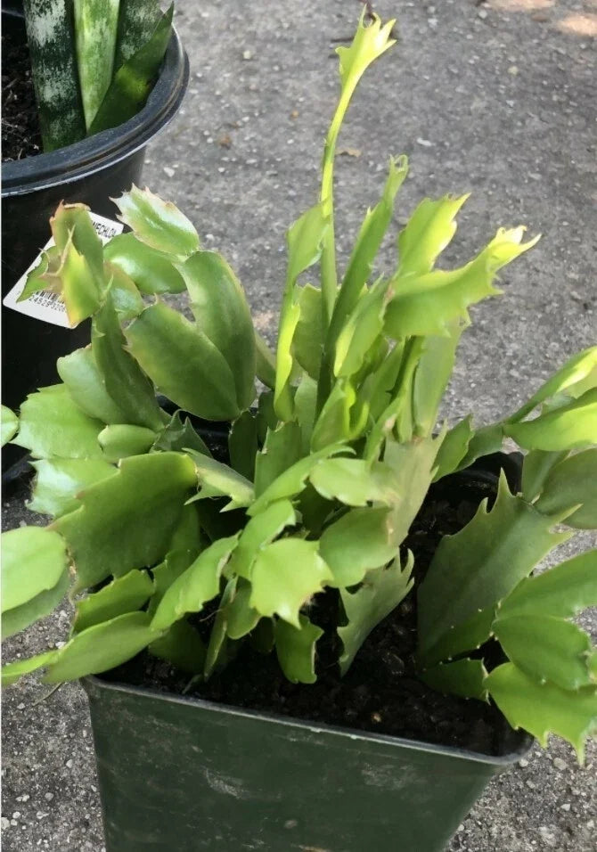 Christmas Cactus Rooted Cuttings - Red Flowers, Schlumbergera truncata, Indoor Plant, Easy to Grow, Giftable